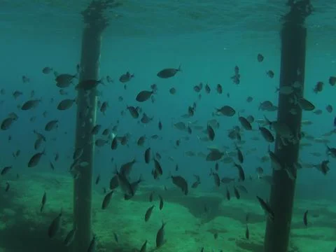 Feed a flock of fish Stock Photos