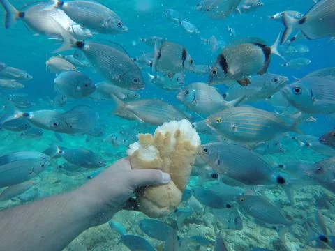 Feed a flock of fish Stock Photos