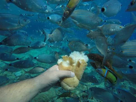 Feed a flock of fish Stock Photos