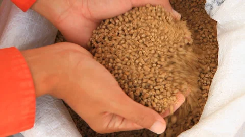 Feed Stock Footage 32236576