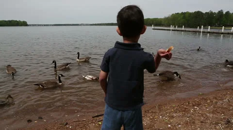 Feed the geese Stock-Footage 22935232