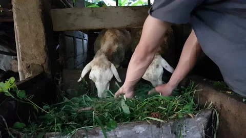 Feed the Goats Vidéo 220866593