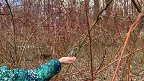 Feed with hand seeds titmouse Stock Footage 152074565