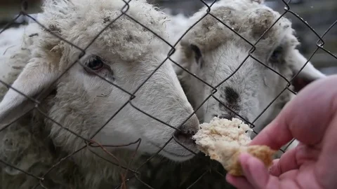 To feed from the hands of bread two hungry lambs in a cage. slow motion Stock Footage 82835294