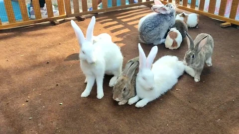 Feed the local rabbits on holidays Stock Footage 236428471