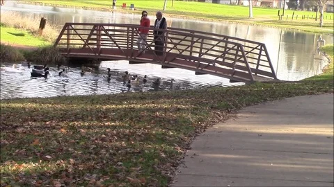 Feed Me Please by Ducks Stock Footage 87132947