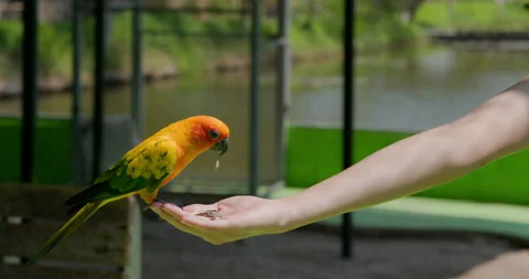 Feed parrot on hand in park Stock Footage 131338799