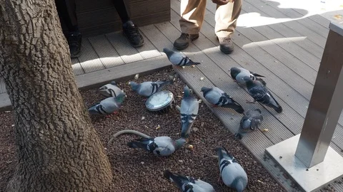 Feed the pigeons Stock Footage 114191099