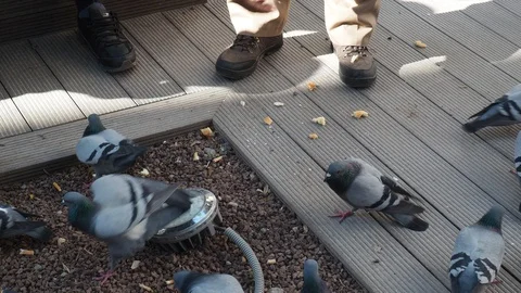 Feed the pigeons Stock Footage 114192507