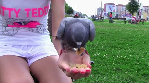 Feed the pigeons from hands Stock Footage 45852166