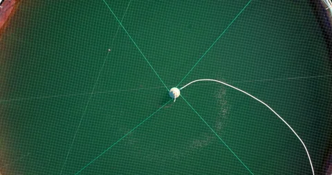Feed pipe distributing pellets for salmon to eat in marine pen. Top down aerial Vídeo Stock 295830326