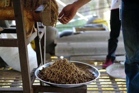 Feed production. machine for producing fodder pellet for feeding animal. Stock-Fotos