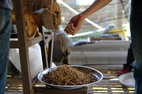Feed production. machine for producing fodder pellet for feeding animal. Stock-Fotos
