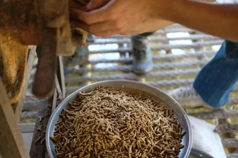 Feed production. machine for producing fodder pellet for feeding animal. Stock-Fotos