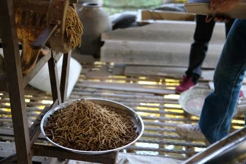 Feed production. machine for producing fodder pellet for feeding animal. Stock-Fotos