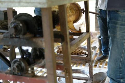 Feed production. machine for producing fodder pellet for feeding animal. Stock-Fotos