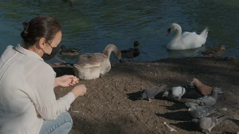 Feed the quarantined swans. Video stock 147051290