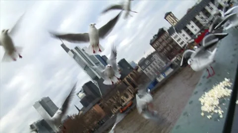 Feed seagulls frankfurt skyline slowmo Stock Footage