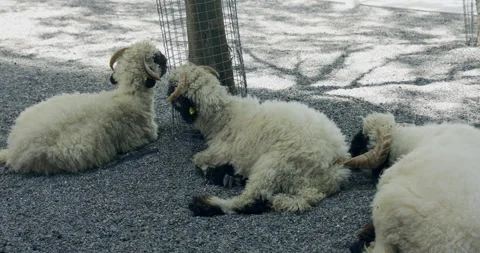 Feed sheep in the farm Stock Footage 213752694