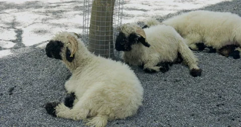 Feed sheep in the farm Video stock 213753339