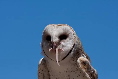 Feed the snow owl Stock Photos