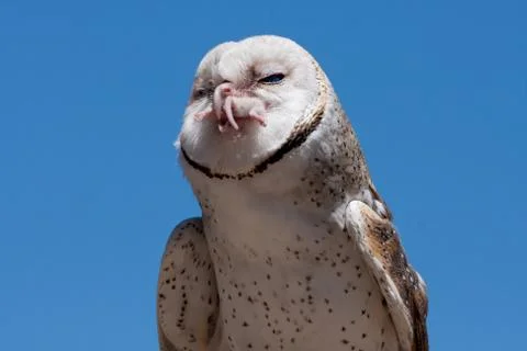 Feed the snow owl Stock Photos