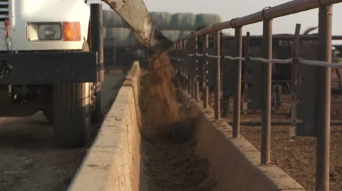 Feed Truck Stock Footage 57221996