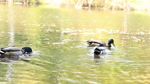 Feed the wild ducks Video stock 241167066