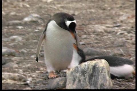 Feedeing the young pinguin 動画素材 69609