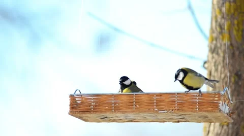Feeder and birds in it. Stock Footage 46608499