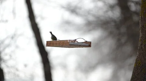 Feeder for birds. Stock Footage 46650601