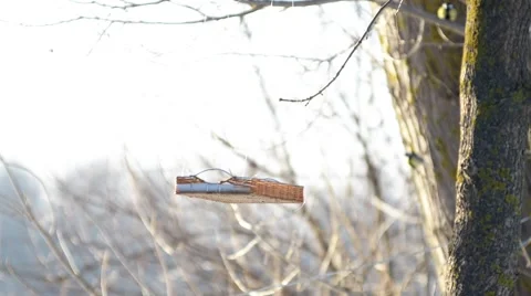 Feeder for birds is in the forest. Stock-Footage 46606310