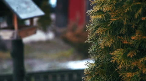 Feeder For Birds in the Forest Stock Footage 61007264