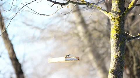 Feeder is in the forest. Video stock 46607051