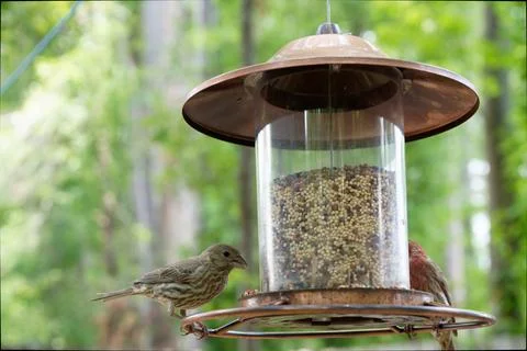 Feeder in the garden, bird on feeder Stock Photos