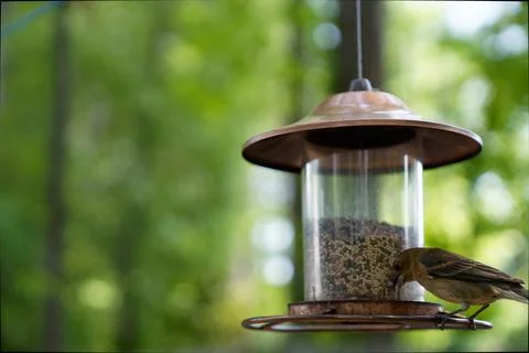 Feeder in the garden Stock Photos