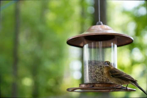 Feeder in the garden Stock Photos