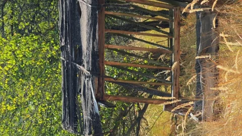 Feeder for large wild animals in the forest, feeder for elk, deer and wild boars Stock Footage 256992281