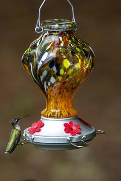 On a Feeder Stock Photos