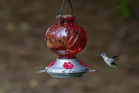 At the Feeder Foto stock