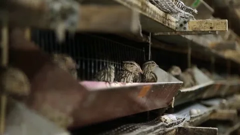 Feeder for quail Stock Footage 69224393