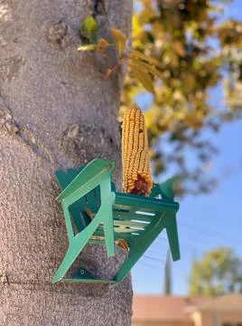 Feeder for squirrels with corn on it on the tree trunk Stock Photos
