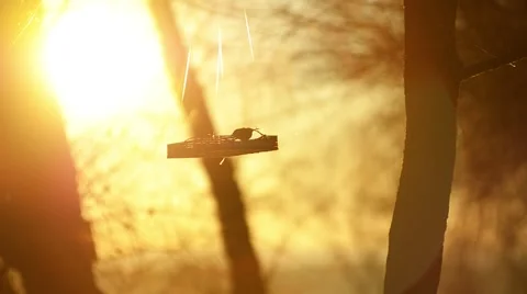 Feeder in the sunlight. Stock-Footage 46618297