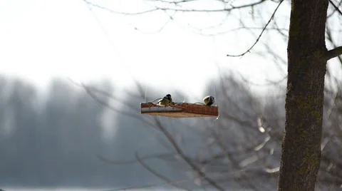 Feeder like a swing is in the woods. Video stock 46607739