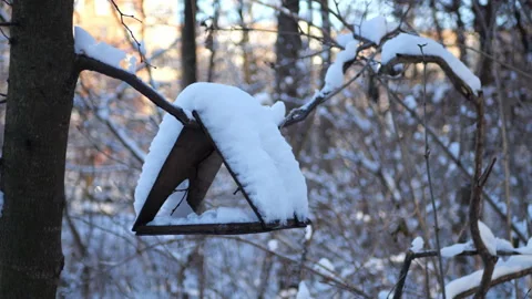 Feeder on a tree in a winter forest Stock Footage 295531733