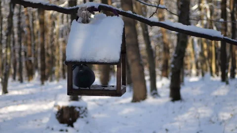 Feeder on a tree in a winter forest Stock Footage 295531833