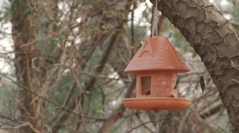 Feeder1 Video stock 318345