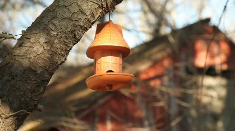 Feeder4 Video stock 332366