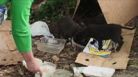 Feeding abandoned puppies Stock Footage 24631478