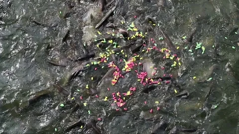 Feeding aggressive shark catfish Stock Footage 75782697